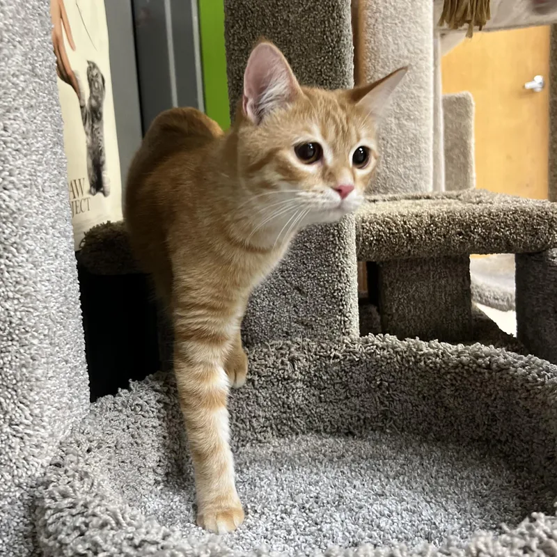A baby small-sized female Tabby (Orange / Red) British Shorthair cat named Tulip for adoption in Stoughton, WI