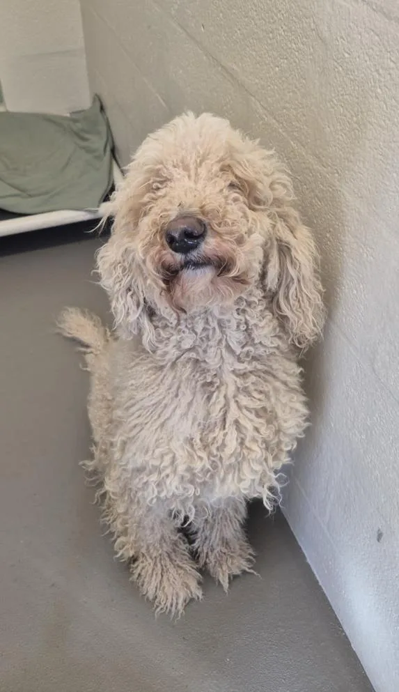 An adult large-sized male Poodle dog named Trunks for adoption in Hagerstown, MD