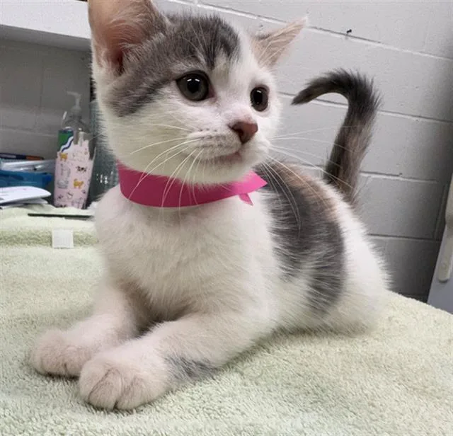 A baby small-sized female Domestic Short Hair cat named Cranberry for adoption in Peoria, IL