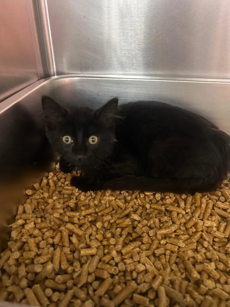 A young medium-sized male Domestic Medium Hair cat named Gunther for adoption in Murray, KY