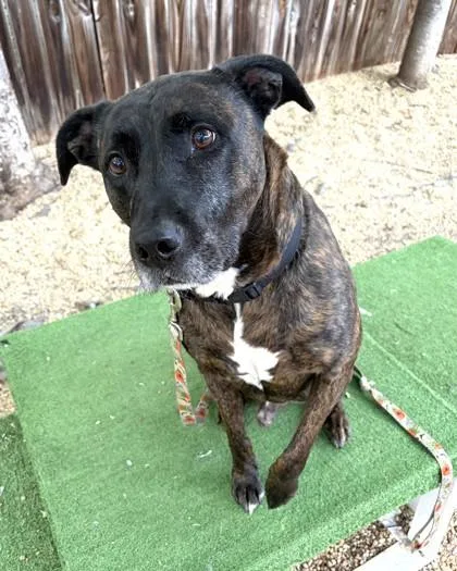 A young medium-sized male Pit Bull Terrier dog named Granite for adoption in Washington, DC