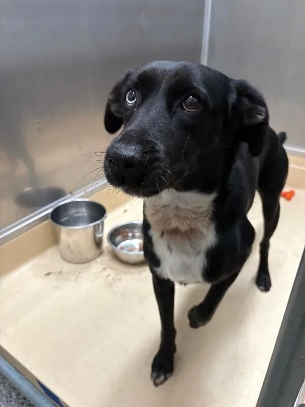 An adult medium-sized male Black Border Collie dog named Tony for adoption in Burgaw, NC