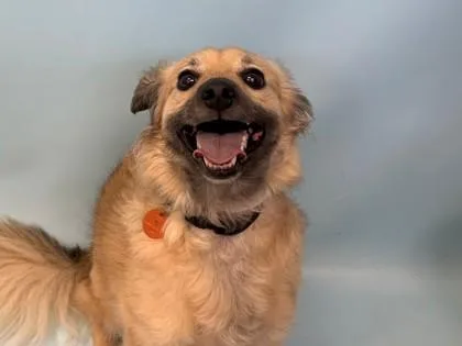 Simba