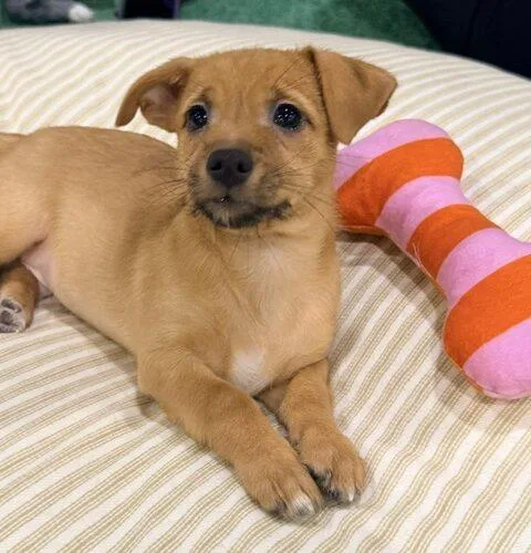 A baby small-sized male Yellow / Tan / Blond / Fawn Chihuahua dog named Adonis for adoption in Henderson, NV