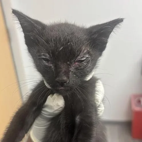 A baby small-sized male Black Domestic Short Hair cat named Quarter for adoption in Jacksonville, FL