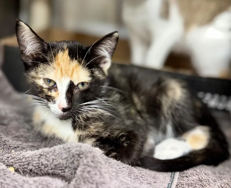A baby medium-sized female Domestic Short Hair cat named Swiffer for adoption in Danielsville, GA