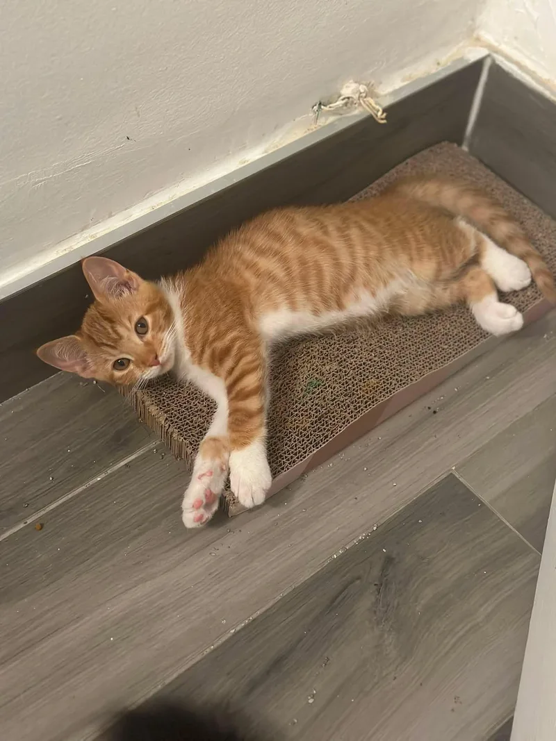 A baby medium-sized male Domestic Short Hair cat named Axel and Cattoo for adoption in Succasunna, NJ