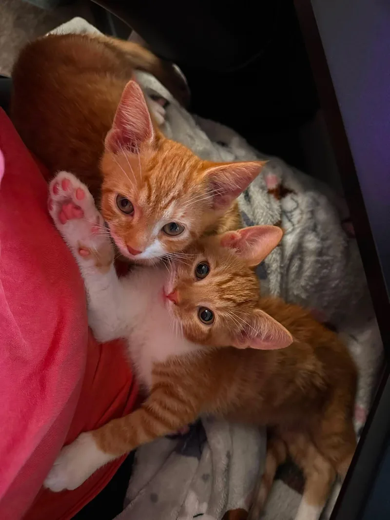 Axel and Cattoo thumbnail 4