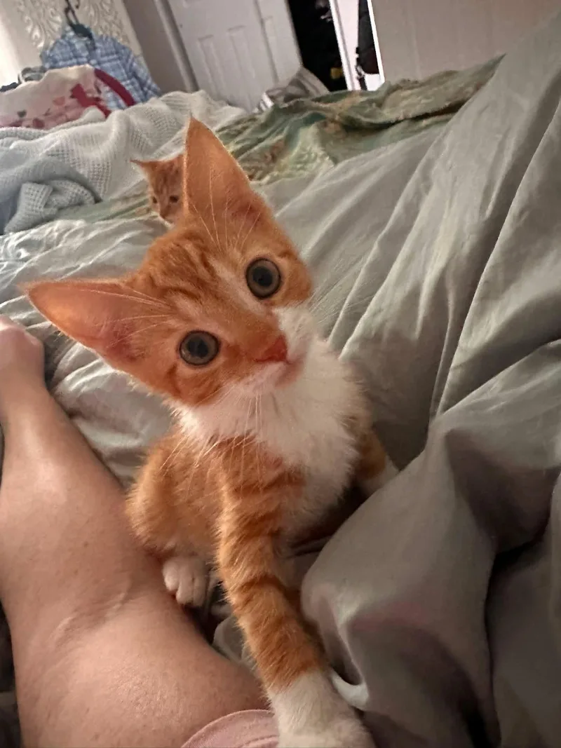 Axel and Cattoo thumbnail 6