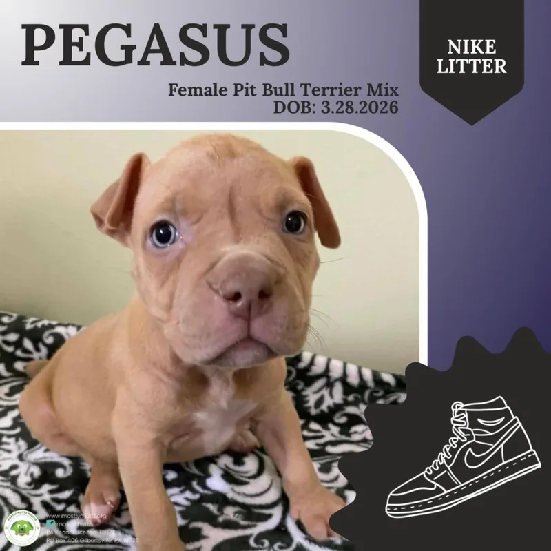 A baby medium-sized female Brown / Chocolate Pit Bull Terrier dog named Pegasus for adoption in Pottstown, PA