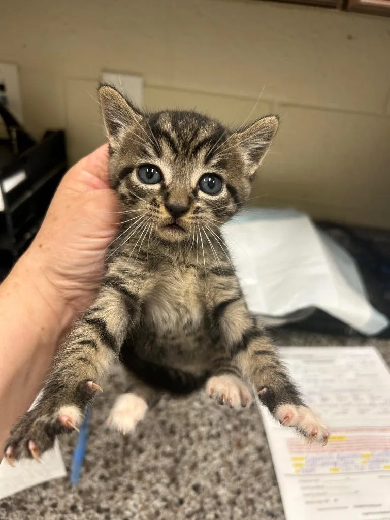 A young small-sized male Domestic Short Hair cat named Headless Horseman for adoption in Winder, GA
