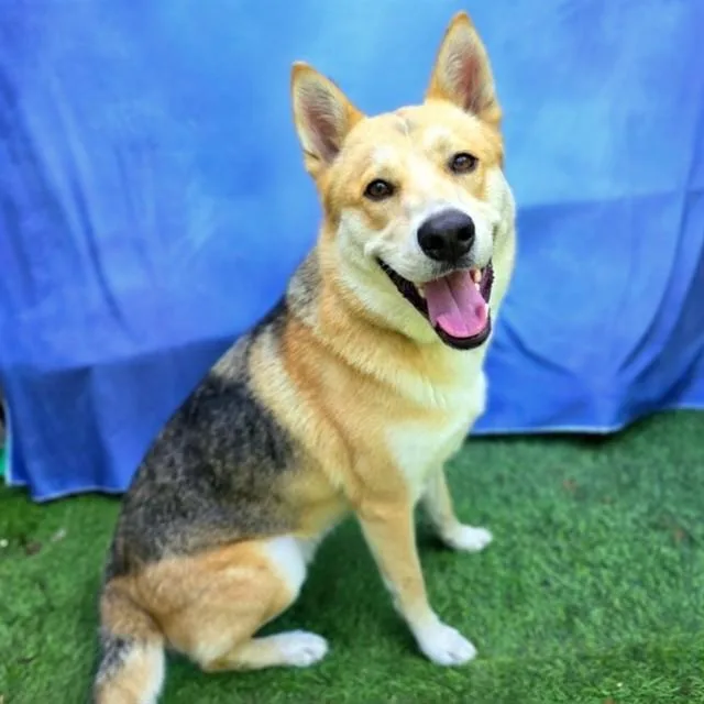 A young medium-sized male Siberian Husky dog named Chali for adoption in Long Beach, CA