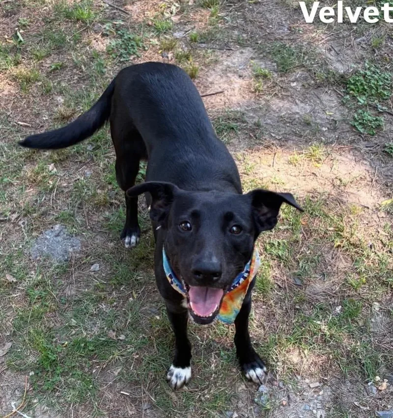 A young medium-sized female Labrador Retriever dog named Velvet for adoption in Little Rock, AR