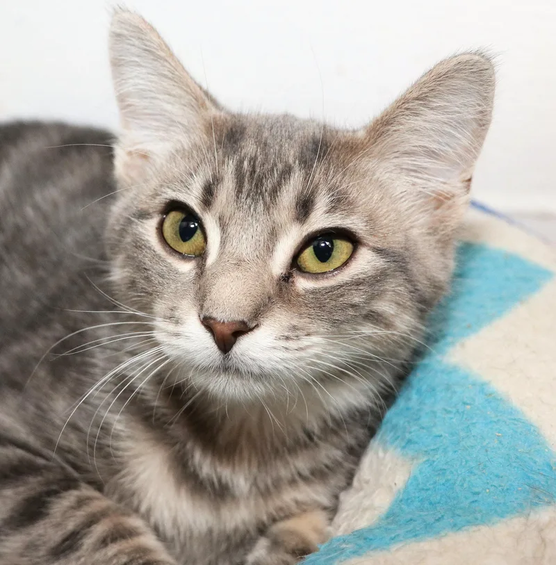 A baby medium-sized male Tabby (Gray / Blue / Silver) Domestic Short Hair cat named Gelato for adoption in Cincinnati, OH