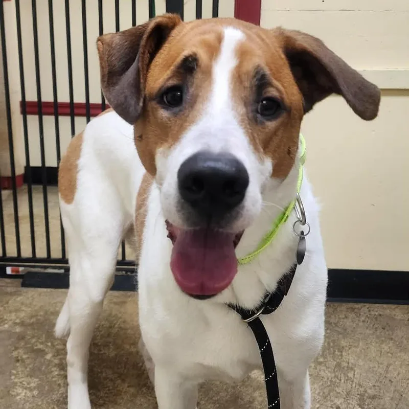 An adult medium-sized male Yellow / Tan / Blond / Fawn Chow Chow dog named Wilson for adoption in Shinnston, WV