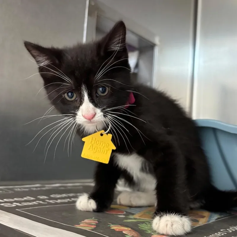 A baby small-sized female Black Domestic Short Hair cat named Ragatha for adoption in Springfield, MA