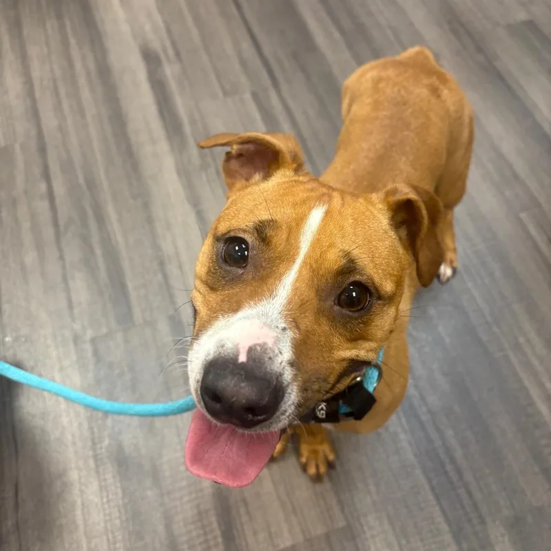 A young medium-sized female Brown / Chocolate Mixed Breed dog named Nina for adoption in Sarasota, FL