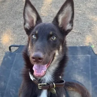 A baby medium-sized male Brown / Chocolate Shepherd dog named George for adoption in Agua Dulce, CA