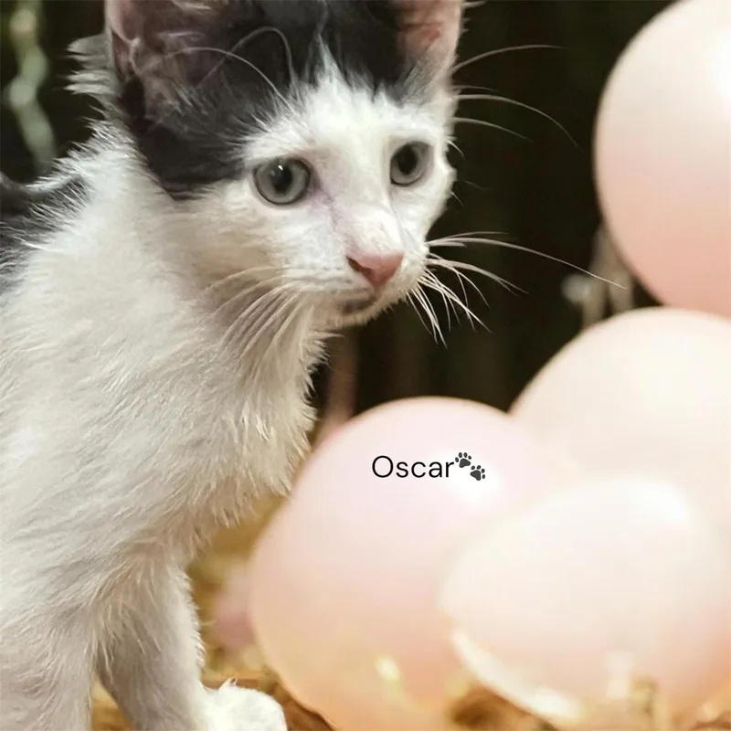 A baby medium-sized male Black & White / Tuxedo Domestic Medium Hair cat named Madison & Oscar for adoption in North Bergen, NJ