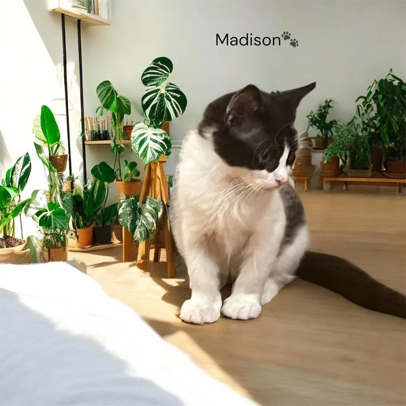 Madison & Oscar thumbnail 2