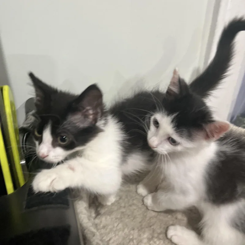 Madison & Oscar thumbnail 3