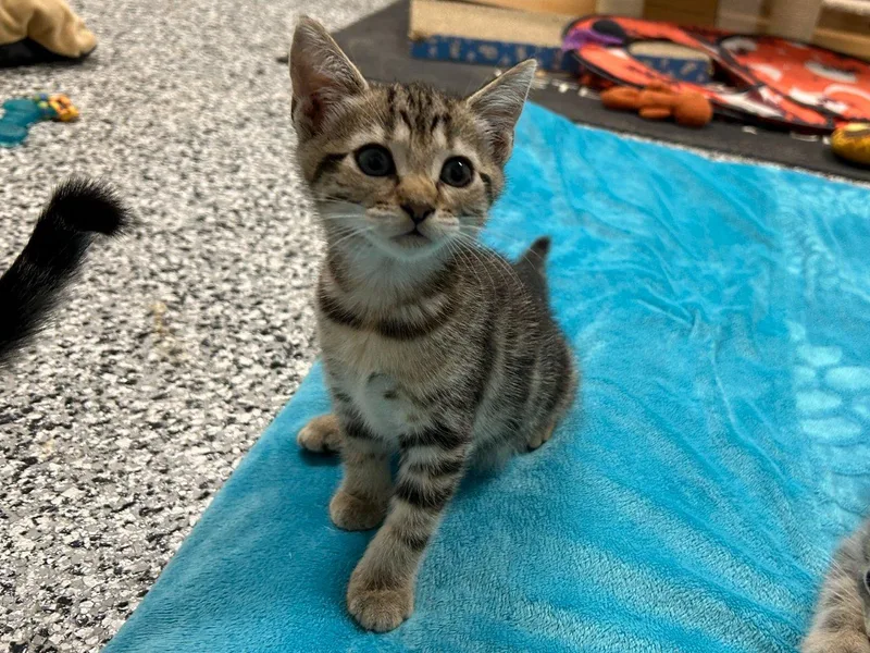 A baby small-sized male Tabby (Brown / Chocolate) Domestic Short Hair cat named Asahi for adoption in Raleigh, NC