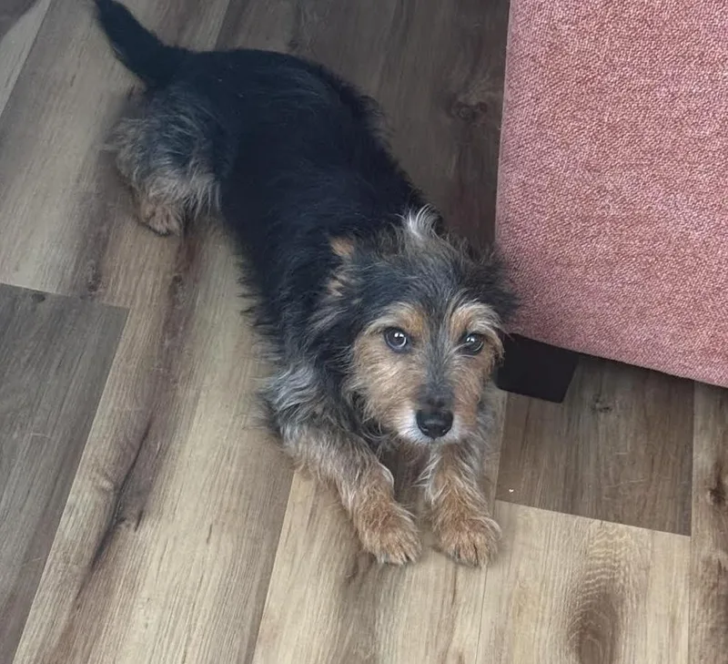 An adult small-sized male Terrier dog named Caddy for adoption in Cumming, GA