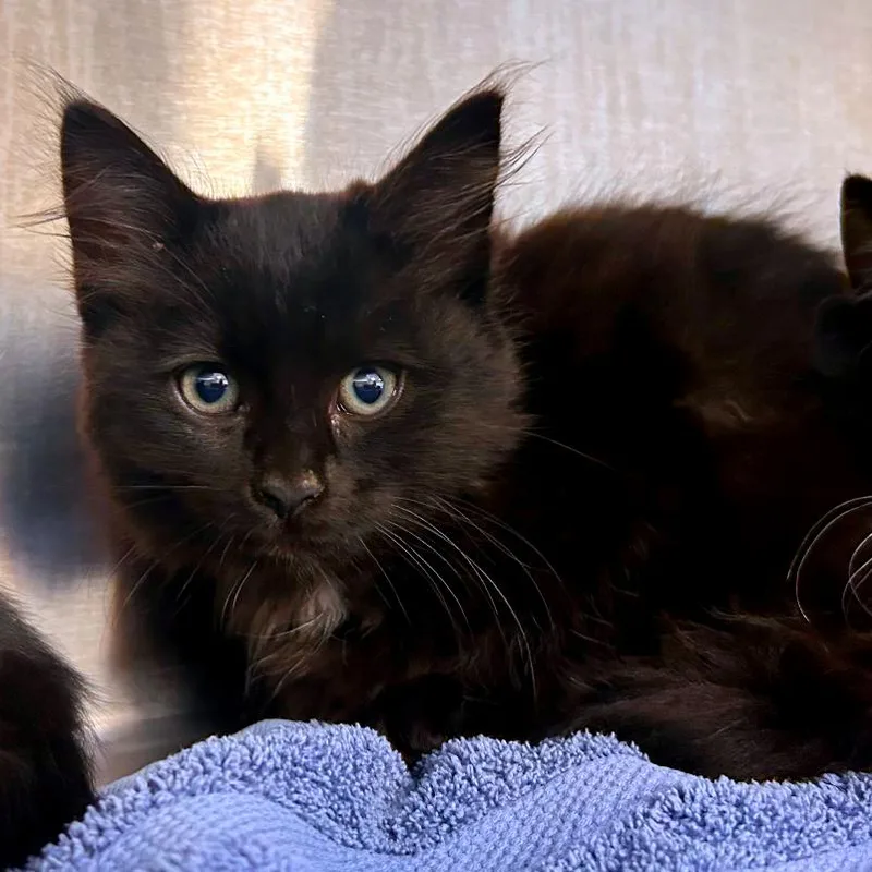 A baby small-sized female Black Domestic Medium Hair cat named Wolfsbane for adoption in Woodinville, WA