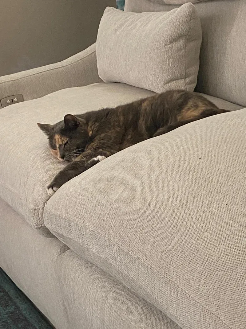 A young medium-sized female Dilute Tortoiseshell cat named Cali Filikiss for adoption in Chandler, AZ
