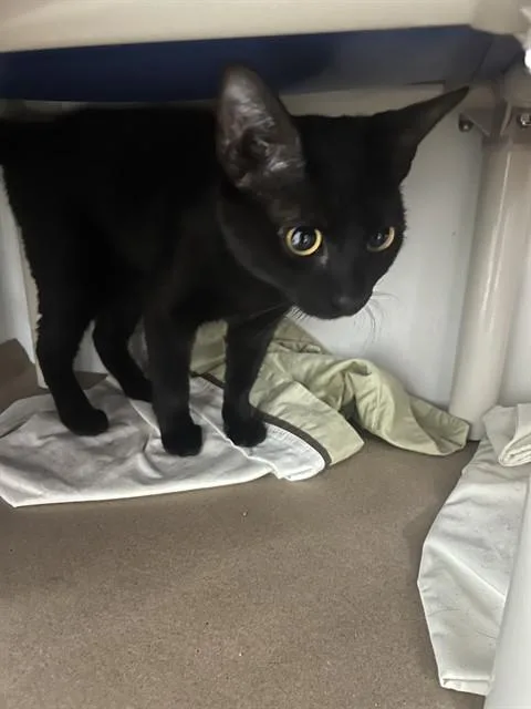 A young medium-sized female Domestic Short Hair cat named Gravy for adoption in Boston, MA