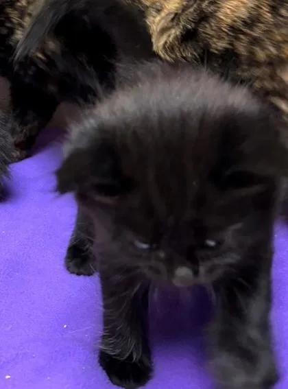 A baby small-sized male Domestic Short Hair cat named Leo for adoption in Seattle, WA