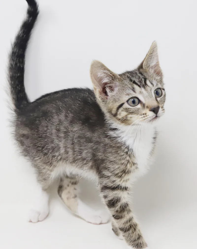 A baby small-sized male Tabby (Brown / Chocolate) Tabby cat named Rajesh Is Ridiculously Sweet for adoption in Bedford Hills, NY