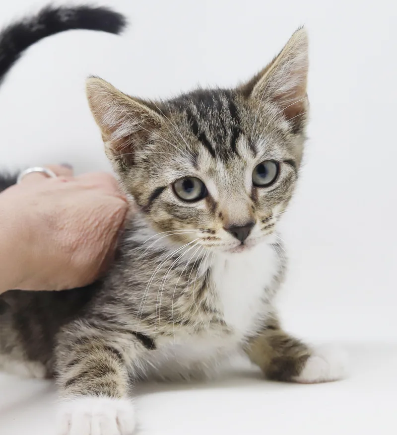Rajesh Is Ridiculously Sweet thumbnail 3