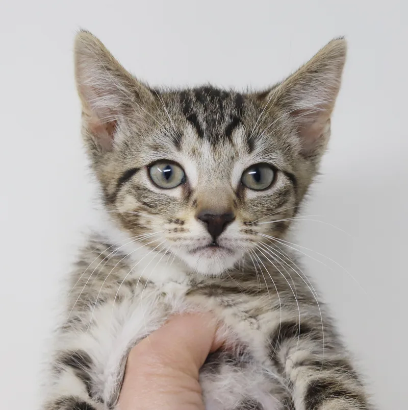 Rajesh Is Ridiculously Sweet thumbnail 4