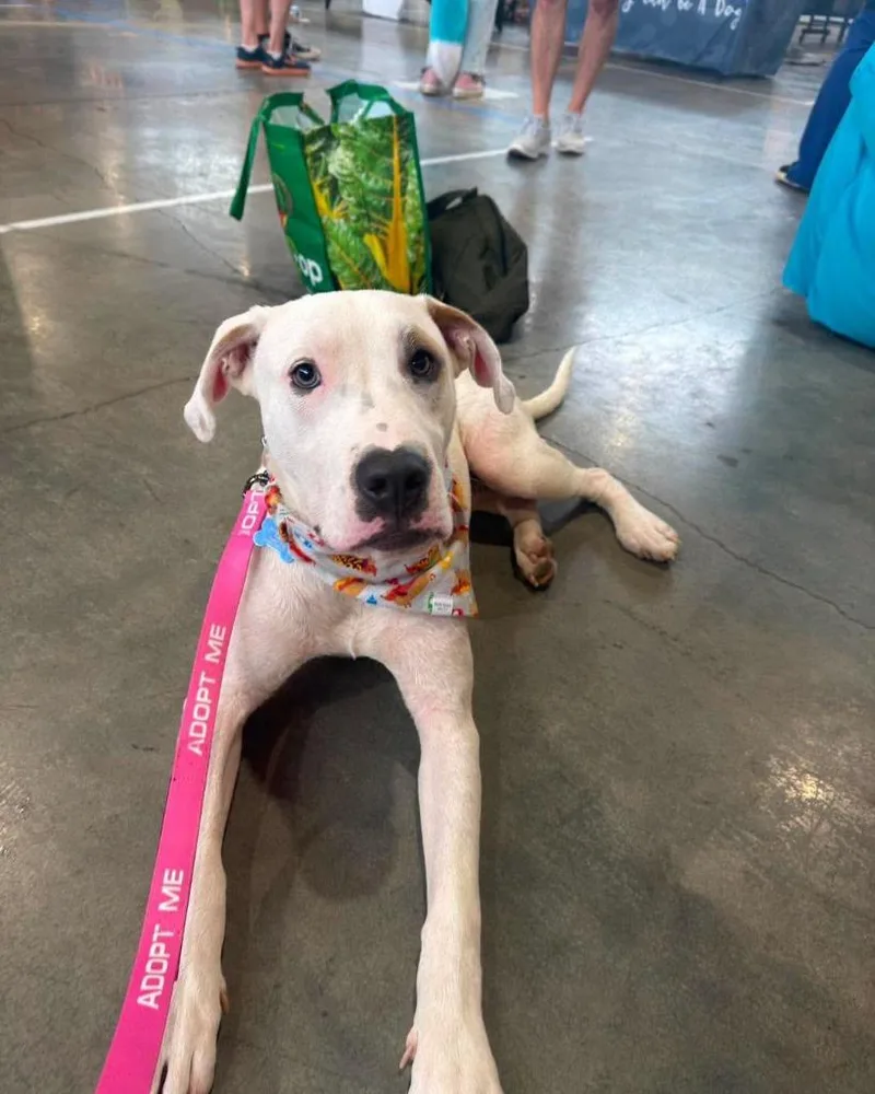 A baby large-sized male Mixed Breed dog named Almond for adoption in Lexington, KY
