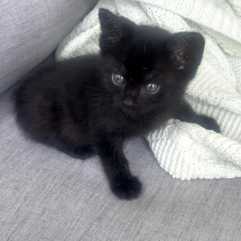 A baby small-sized male Black Domestic Short Hair cat named Mongo for adoption in Pacific Palisades, CA