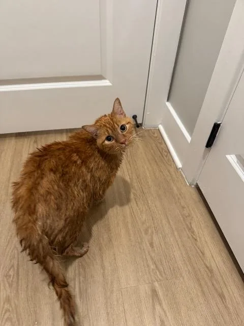 A senior medium-sized male Domestic Short Hair cat named Simon for adoption in Parkville, MD