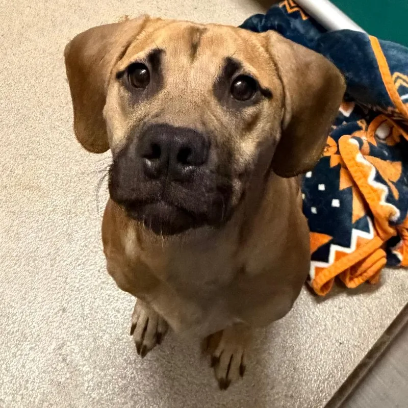 A young medium-sized female Yellow / Tan / Blond / Fawn Mixed Breed dog named Crouton for adoption in Waukesha, WI