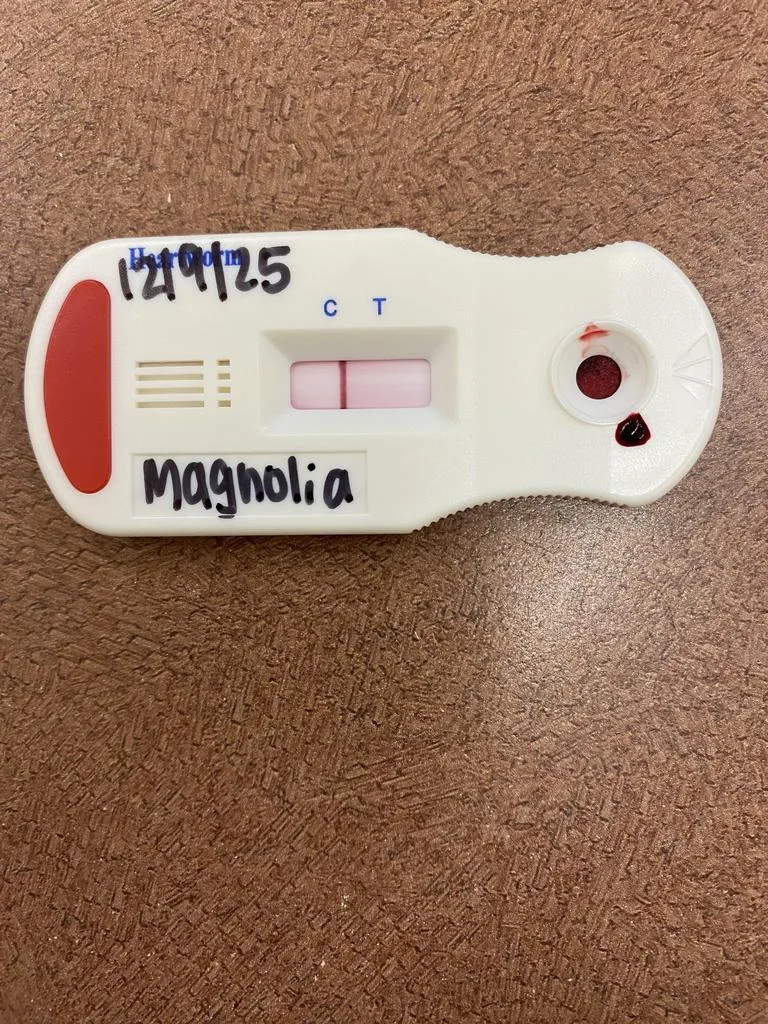 Magnolia thumbnail 2