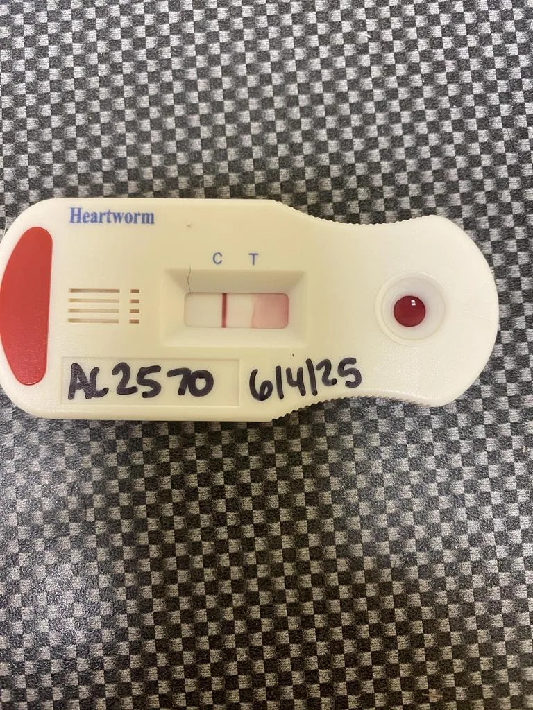 Magnolia thumbnail 4