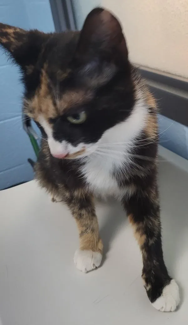A young small-sized female Domestic Short Hair cat named Pen  Phoenix for adoption in Lawrenceville, GA