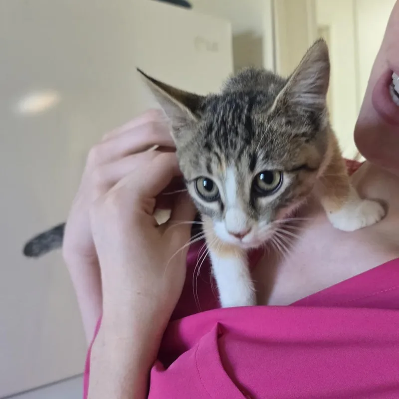 A baby small-sized female Gray / Blue / Silver Domestic Short Hair cat named Bubbles for adoption in Midland, TX