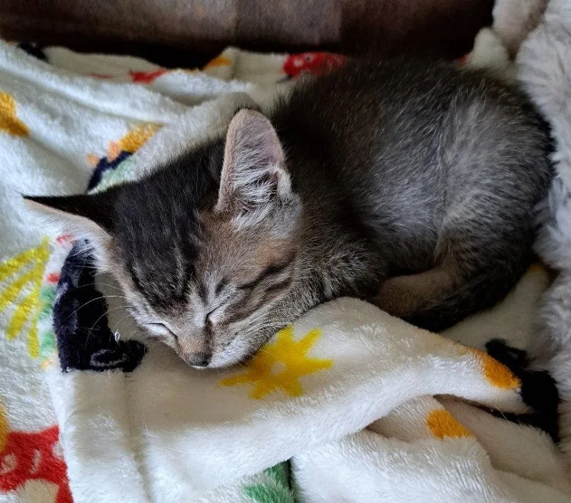 A baby medium-sized male Tabby cat named Tiktok for adoption in Rosenberg, TX