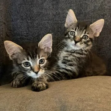 A baby small-sized male Brown / Chocolate Domestic Short Hair cat named Firecracker for adoption in Los Angeles, CA