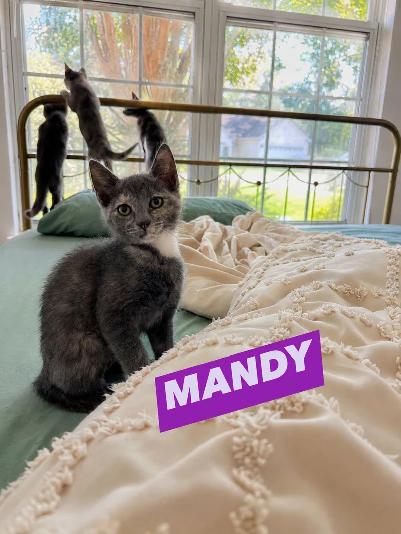 A young small-sized female Tabby (Gray / Blue / Silver) Domestic Short Hair cat named Mandy for adoption in Myrtle Beach, SC