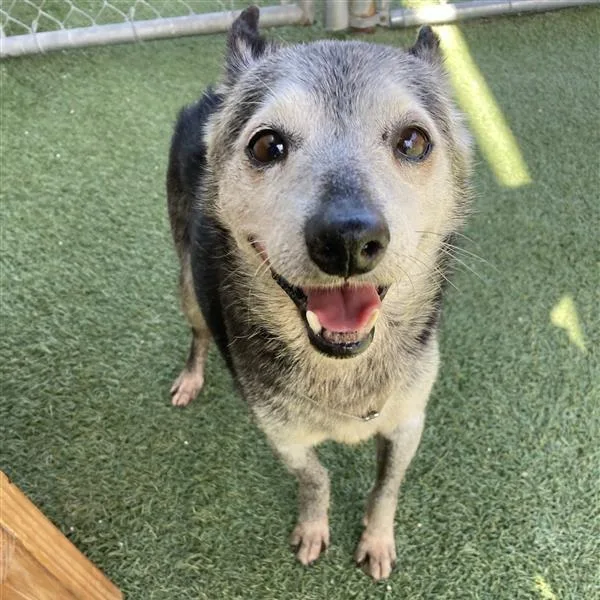 A senior small-sized male Black Chihuahua dog named Sahara for adoption in Long Beach, CA