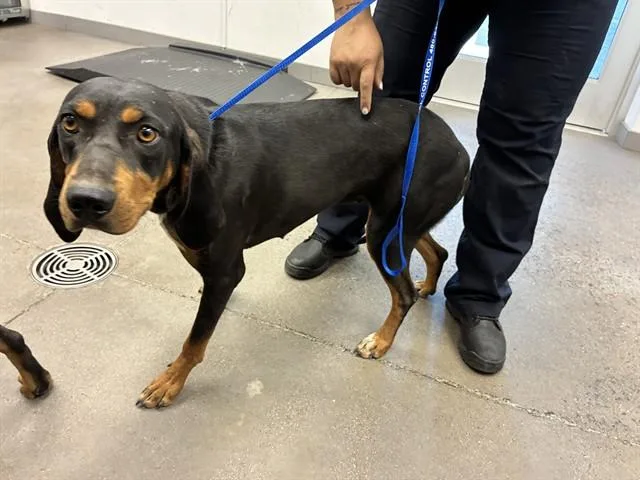 A young large-sized female Black and Tan Coonhound dog named Bella Anne for adoption in Mesa, AZ