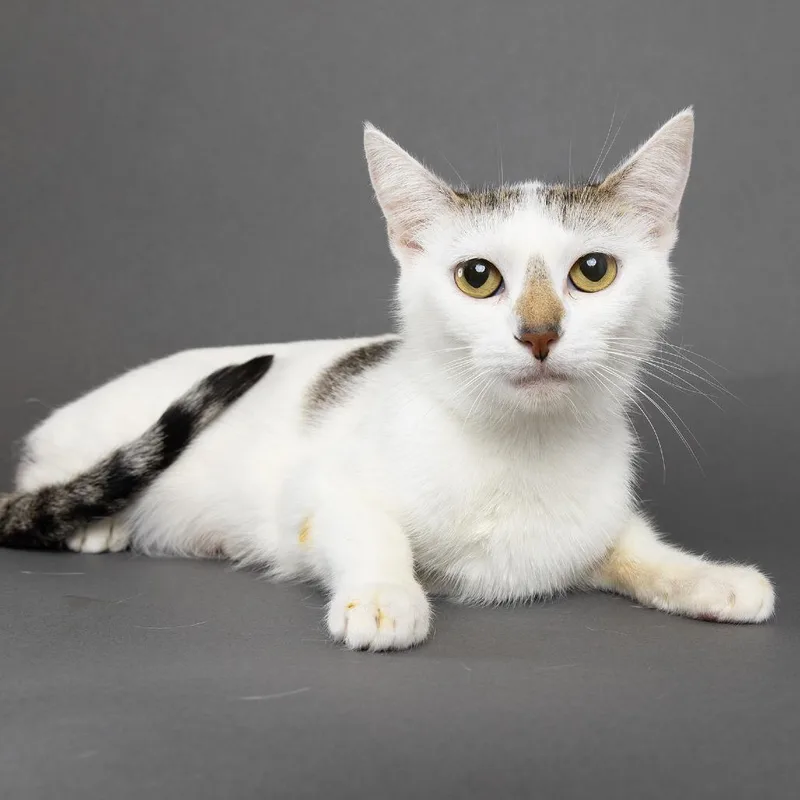An adult medium-sized female White Domestic Short Hair cat named Cher for adoption in Franklin, TN