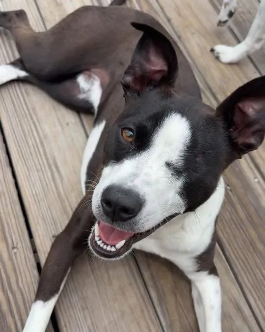 An adult medium-sized male Terrier dog named Scooby for adoption in Grand Bay, AL