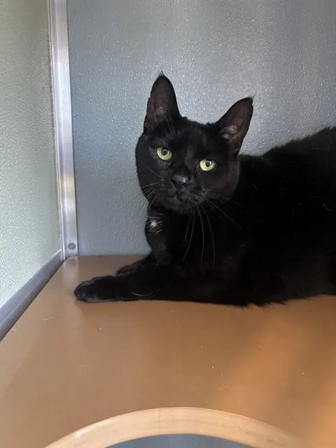 An adult small-sized female Domestic Short Hair cat named Sadie for adoption in Westminster, MD